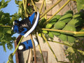 Jordan 1 High Basketball Sneakers in Blue and Black - product image from the listing.
